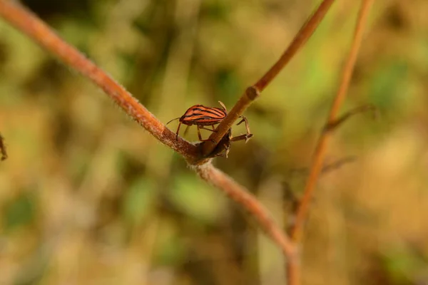 Bugs Living Lives Nature — Fotografia de Stock