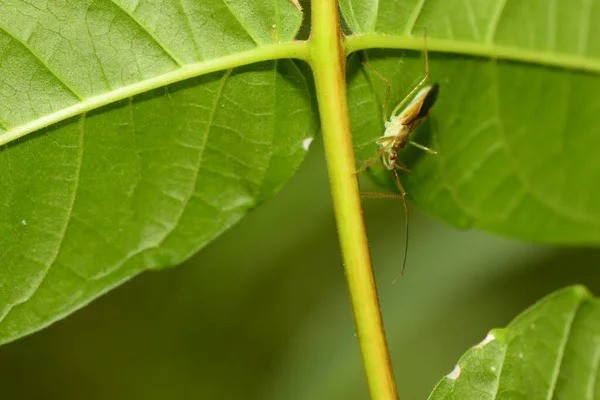 Käfer Leben Ihr Leben Der Natur — Stockfoto