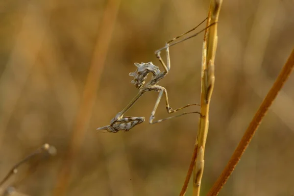 Insekter Som Lever Sina Liv Naturen — Stockfoto