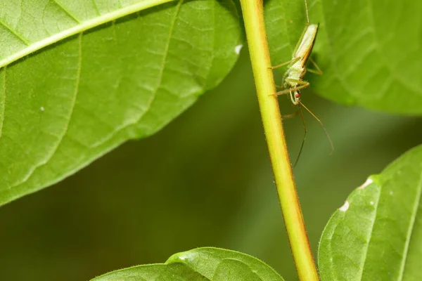 Käfer Leben Ihr Leben Der Natur — Stockfoto
