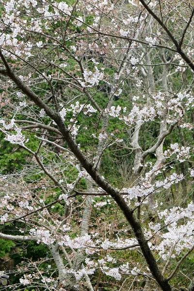 Třešňový květ na jaře — Stock fotografie