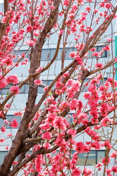 Sakura en la calle en tokyo — Foto de Stock