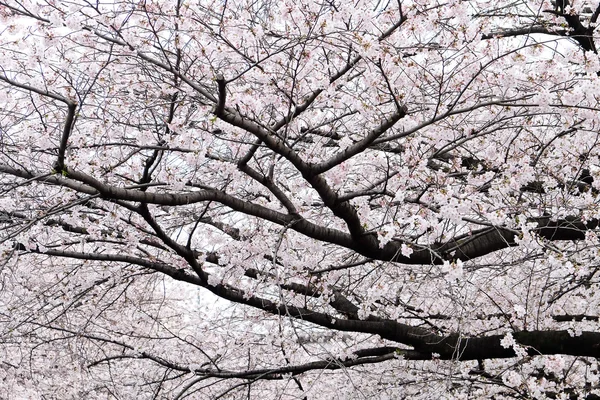 Ανθισμένες κερασιές στο ποτάμι Meguro — Φωτογραφία Αρχείου