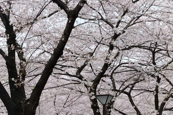 Άνθη κερασιάς στο Τόκιο — Φωτογραφία Αρχείου