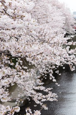 Tokyo kiraz çiçekleri