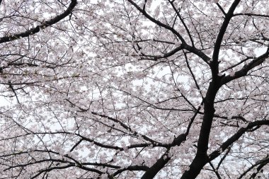 Tokyo kiraz çiçekleri