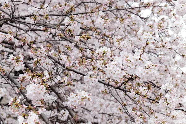 Tokyo kiraz çiçekleri — Stok fotoğraf