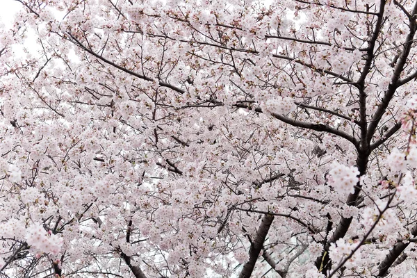 Tokyo kiraz çiçekleri — Stok fotoğraf