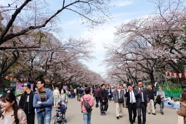 Kiraz çiçeği sezonunda Ueno Park