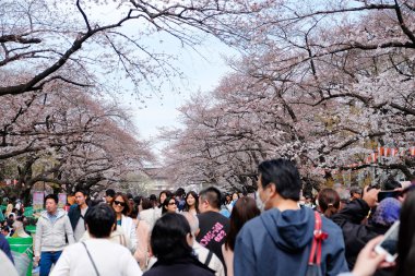 Kiraz çiçeği sezonunda Ueno Park