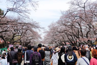 Kiraz çiçeği sezonunda Ueno Park