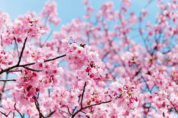 Temporada de flores de cerezo — Foto de Stock