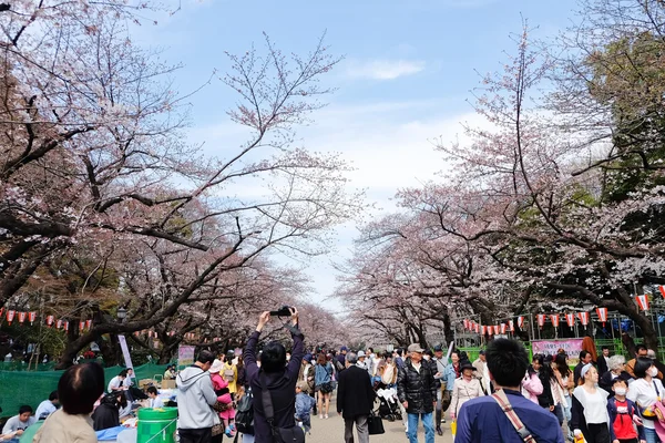 Ueno park während der Kirschblütenzeit — Stockfoto