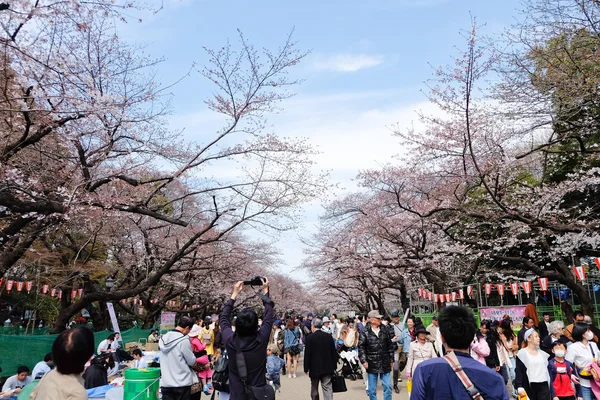 Ueno Park κατά τη διάρκεια της σεζόν κεράσι ανθίσει — Φωτογραφία Αρχείου