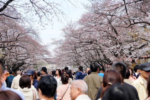 上野公园在樱花盛开的季节 — 图库照片