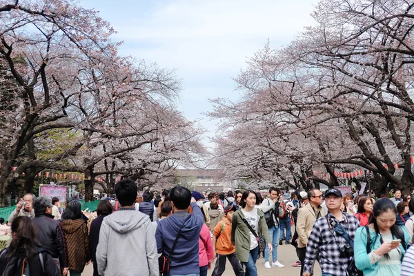 Ueno Park κατά τη διάρκεια της σεζόν κεράσι ανθίσει — Φωτογραφία Αρχείου