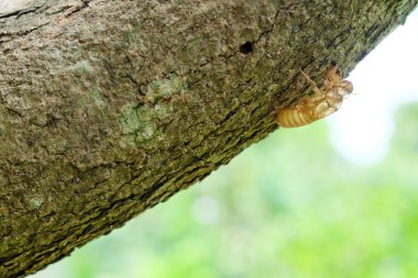 Böcek ağaca deri değiştirme