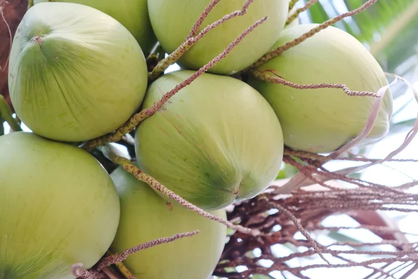 甜椰子树 — 图库照片