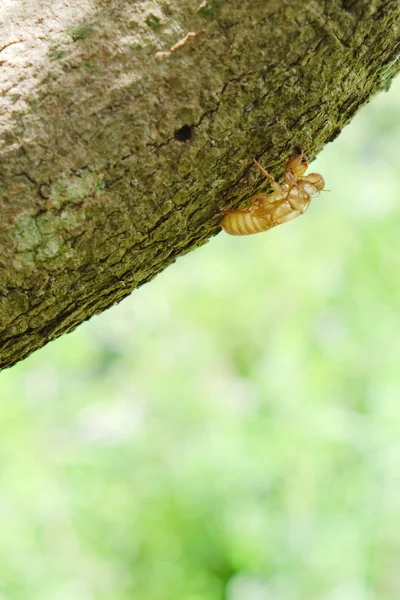 Mordaza de insectos en el árbol —  Fotos de Stock