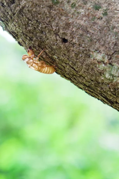 Mordaza de insectos en el árbol —  Fotos de Stock