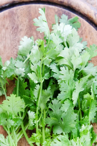 Fresh coriander vegetable — Stock Photo, Image