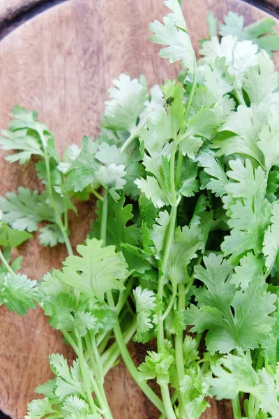 Fresh coriander vegetable — Stock Photo, Image