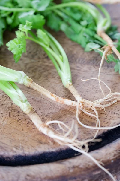 Celery root vegetable — Stock Photo, Image