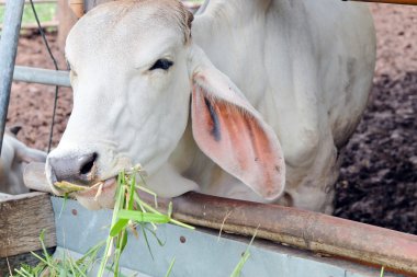 İnek cowshed çim besleme