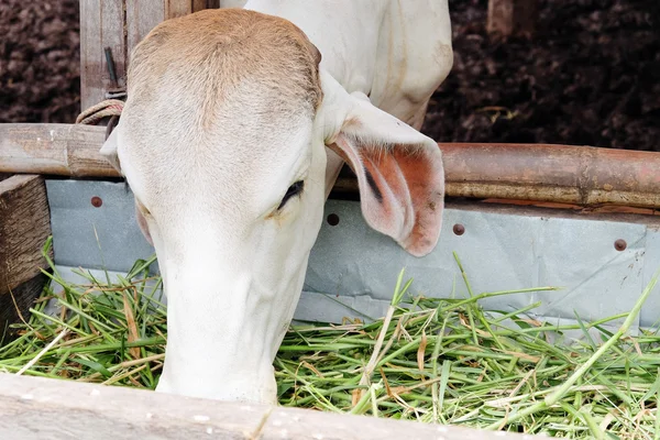 Vaca alimentando grama em galpão — Fotografia de Stock