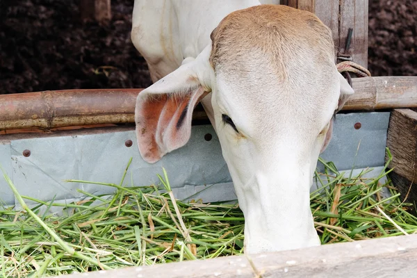 Vaca alimentando grama em galpão — Fotografia de Stock