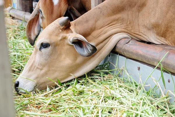 Αγελάδα σίτιση χόρτο στο βουστάσιο — Φωτογραφία Αρχείου