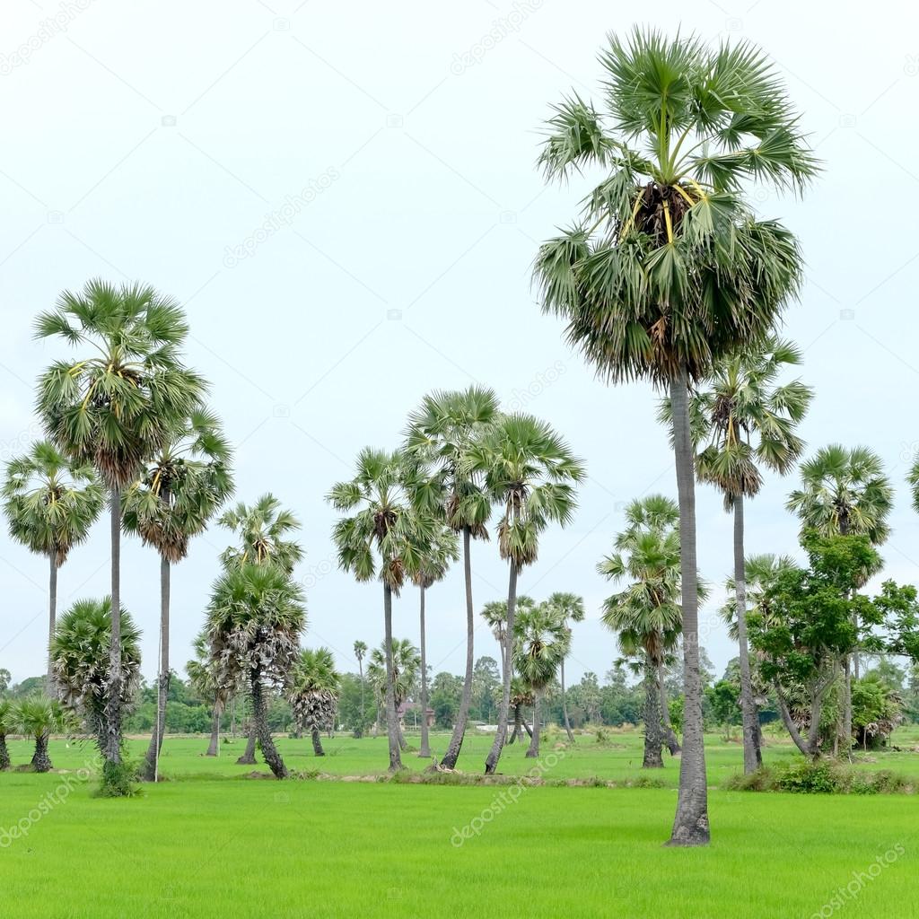 sugar palm tree 