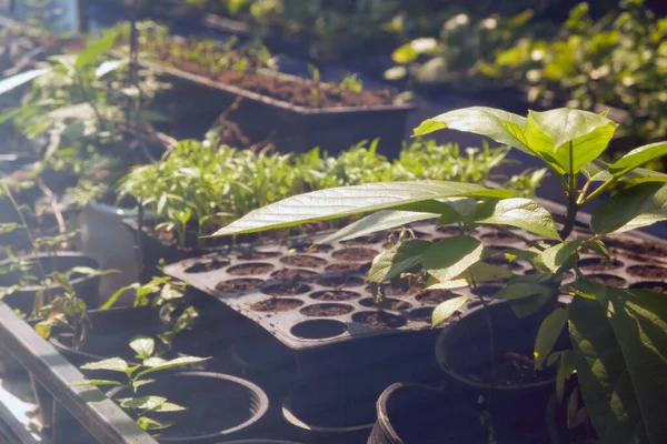 Estufa Com Cultivo Várias Fábricas — Fotografia de Stock