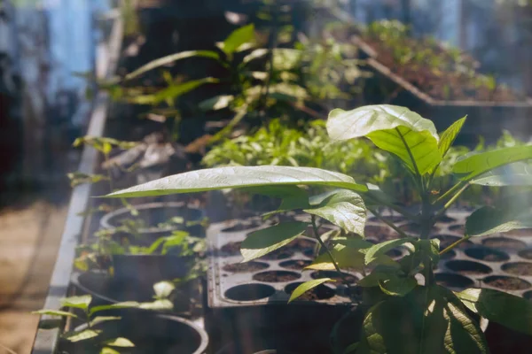 Greenhouse Cultivation Several Plants — Stock Photo, Image