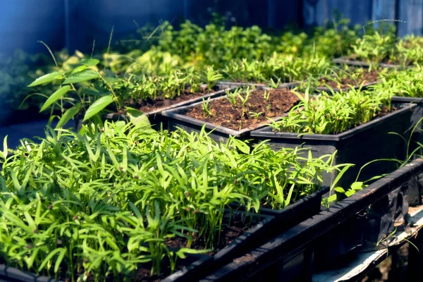 Greenhouse Cultivation Several Plants — Stock Photo, Image