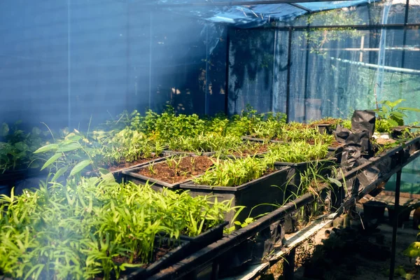 Invernadero Con Cultivo Varias Plantas — Foto de Stock