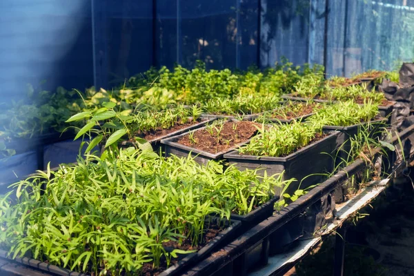 Greenhouse Cultivation Several Plants — Stock Photo, Image