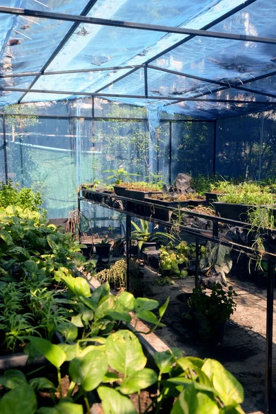 Invernadero Con Cultivo Varias Plantas — Foto de Stock