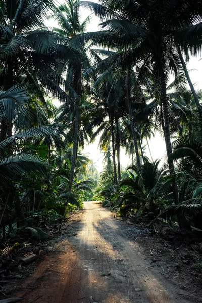 Bild Coconut Farm Provinsen Samut Sakhon Thailand — Stockfoto