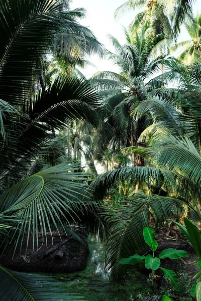 Image Coconut Farm Samut Sakhon Province Thailand — Stock Photo, Image