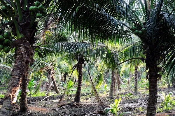 Image Ferme Noix Coco Dans Province Samut Sakhon Thaïlande — Photo