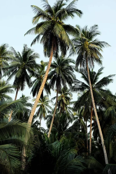 Image Coconut Farm Samut Sakhon Province Thailand — Stock Photo, Image