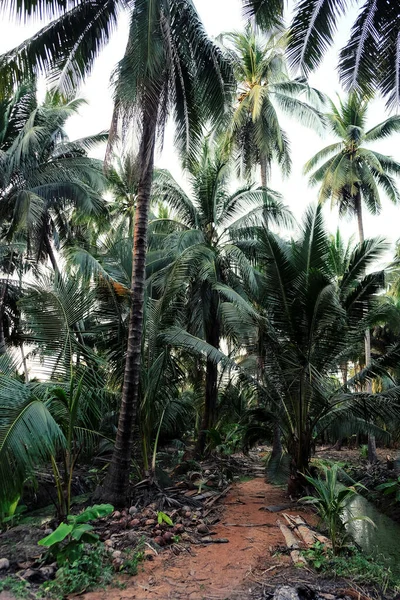 Bild Coconut Farm Provinsen Samut Sakhon Thailand — Stockfoto