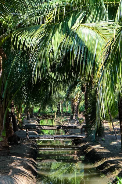 Bild Coconut Farm Provinsen Samut Sakhon Thailand — Stockfoto