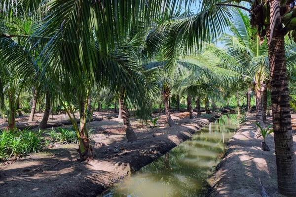 Bild Coconut Farm Provinsen Samut Sakhon Thailand — Stockfoto