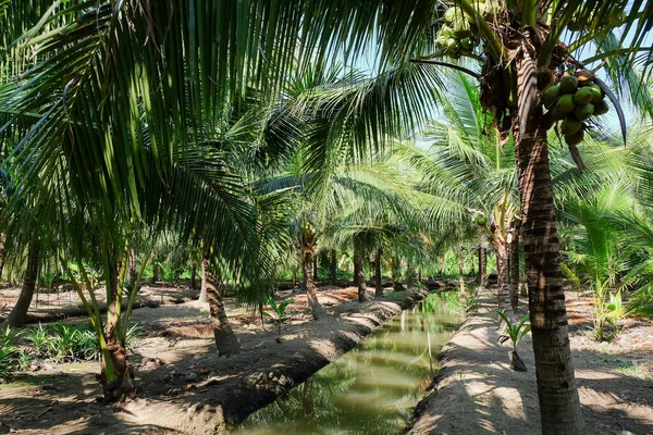 Bild Coconut Farm Provinsen Samut Sakhon Thailand — Stockfoto