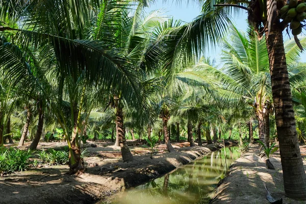 Bild Coconut Farm Provinsen Samut Sakhon Thailand — Stockfoto