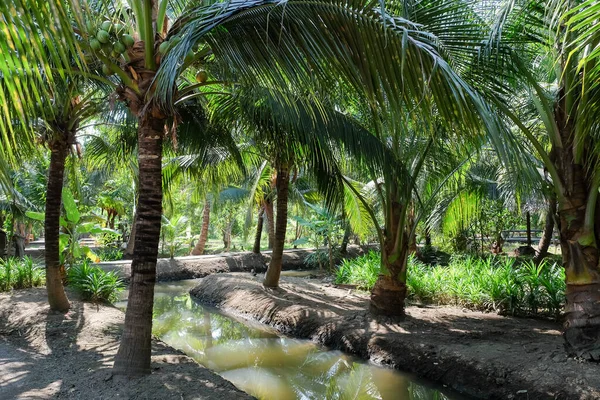 Bild Coconut Farm Provinsen Samut Sakhon Thailand — Stockfoto