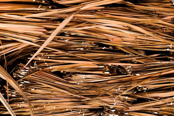 Image Roof Covered Dry Palm Leaves — Stock Photo, Image