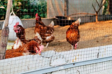 Tayland 'daki geleneksel tavuk çiftliğindeki tavukların resmi